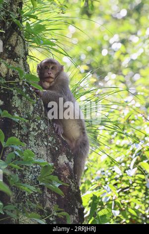 220725 -- WUYISHAN, 25 luglio 2022 -- Un macaco tibetano è raffigurato nel Parco Nazionale di Wuyishan, nella provincia del Fujian della Cina sud-orientale, 24 luglio 2022. Il numero di macachi tibetani selvatici è in aumento nel parco, grazie a una maggiore protezione ecologica e alla crescente consapevolezza della protezione ambientale. MACACHI CHINA-FUJIAN-WUYISHAN-TIBETANI CN JIANGXKEHONG PUBLICATIONXNOTXINXCHN Foto Stock