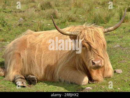 Mucca pelosa scozzese delle Highland Foto Stock