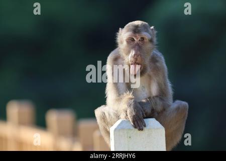 220725 -- WUYISHAN, 25 luglio 2022 -- Un macaco tibetano è raffigurato nel Parco Nazionale di Wuyishan, nella provincia del Fujian della Cina sud-orientale, 23 luglio 2022. Il numero di macachi tibetani selvatici è in aumento nel parco, grazie a una maggiore protezione ecologica e alla crescente consapevolezza della protezione ambientale. MACACHI CHINA-FUJIAN-WUYISHAN-TIBETANI CN JIANGXKEHONG PUBLICATIONXNOTXINXCHN Foto Stock