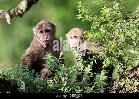 220725 -- WUYISHAN, 25 luglio 2022 -- macachi tibetani sono raffigurati nel Parco Nazionale di Wuyishan, nella provincia del Fujian della Cina sud-orientale, 23 luglio 2022. Il numero di macachi tibetani selvatici è in aumento nel parco, grazie a una maggiore protezione ecologica e alla crescente consapevolezza della protezione ambientale. MACACHI CHINA-FUJIAN-WUYISHAN-TIBETANI CN JIANGXKEHONG PUBLICATIONXNOTXINXCHN Foto Stock