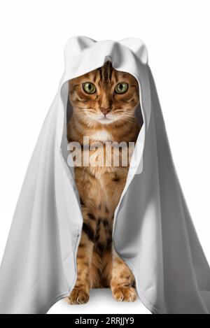 Gatto in costume fantasma su sfondo bianco. Gatto vestito per Halloween isolato. Foto Stock