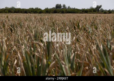 220727 -- SZEGED HUNGARY, 27 luglio 2022 -- foto scattata il 27 luglio 2022 mostra un campo di mais vicino a Szeged, Ungheria. Il danno causato dall'aridità agli agricoltori ungheresi è a un livello record, ha affermato martedì sera il ministro dell'agricoltura del paese Istvan Nagy. Foto di /Xinhua HUNGARY-SZEGED-SICCITÀ AttilaxVolgyi PUBLICATIONxNOTxINxCHN Foto Stock