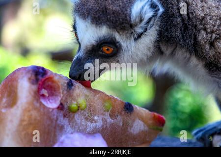 220729 -- GERUSALEMME, 29 luglio 2022 -- Un lemuro dalla coda ad anello mangia frutta congelata allo Israel Safari Zoo nella città centrale israeliana di Ramat Gan, quando la temperatura raggiunge i 36 gradi Celsius, il 28 luglio 2022. /JINI via Xinhua ISRAEL-RAMAT GAN-SAFARI ZOO-HEAT GideonxMarkowicz PUBLICATIONxNOTxINxCHN Foto Stock