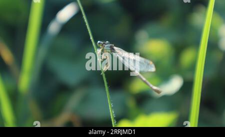 Un insetto vibrante è arroccato su un gambo di erba verde, circondato da una vegetazione lussureggiante Foto Stock