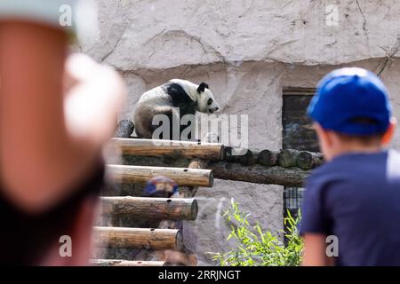 220731 -- MOSCA, 31 luglio 2022 -- i visitatori guardano il gigantesco panda Ding Ding allo zoo di Mosca, capitale della Russia, il 31 luglio 2022. Lo zoo di Mosca domenica ha celebrato i compleanni di due panda giganti Ding Ding e Ru Yi. Ru Yi maschio di sei anni è nato il 31 luglio 2016, mentre Ding Ding Ding è nata il 30 luglio 2017. La coppia arrivò a Mosca nel 2019 dalla provincia sudoccidentale cinese del Sichuan per un programma di ricerca congiunto di 15 anni. RUSSIA-MOSCA-PANDA GIGANTE-FESTA-COMPLEANNO-BAIXXUEQI PUBLICATIONXNOTXINXCHN Foto Stock