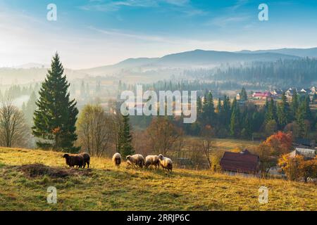 Scenario idilliaco di campagna con branchi di pecore al pascolo sul prato delle montagne dei Carpazi Foto Stock