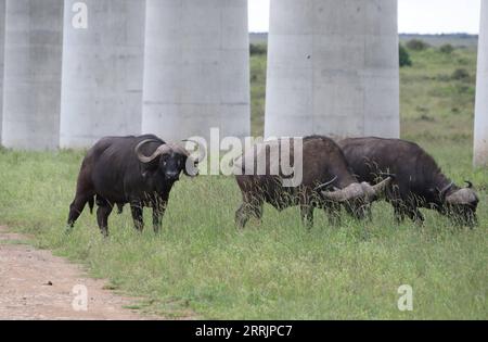 220802 -- NAIROBI, 2 agosto 2022 -- diversi bufali sono visti sotto il ponte Super Major del Parco Nazionale di Nairobi dotato di deflettori antirumore a Nairobi, in Kenya, il 19 maggio 2021. La Mombasa-Nairobi Standard Gauge Railway SGR di costruzione cinese ha appena celebrato il suo quinto anniversario di funzionamento sicuro. La ferrovia Mombasa-Nairobi passa attraverso riserve naturali come il Parco Nazionale di Nairobi e il Parco Nazionale dello Tsavo. Al fine di ridurre l'impatto sull'ambiente, sono state adottate una serie di misure durante la progettazione e la costruzione della ferrovia, ad esempio bypassando le mangrovie, che aiutano Foto Stock