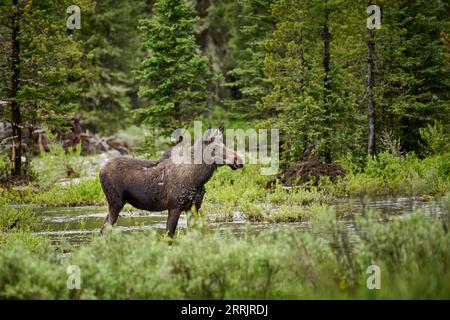 Alce femmina (Alces alces) con molti tumori di fibromatosi/papillomi, parco nazionale di Yellowstone, Wyoming, Stati Uniti d'America Foto Stock