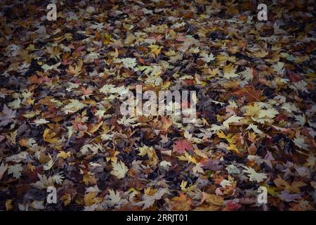 A thick carpet of different coloured dead leaves covering the ground in autumn. Foto Stock