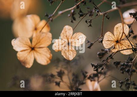 Foto della natura, fiori di ortensia secchi Foto Stock