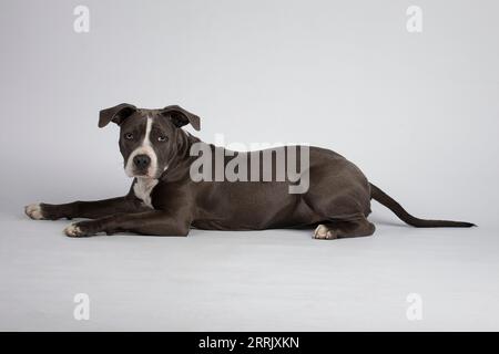 American Staffordshire Terrier in studio fotografico Foto Stock