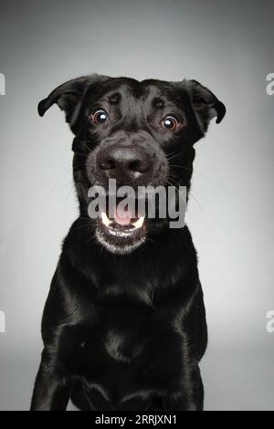 Black Labrador in studio fotografico Foto Stock