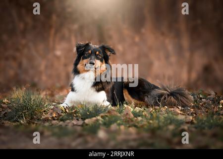Pastore australiano nella foresta Foto Stock