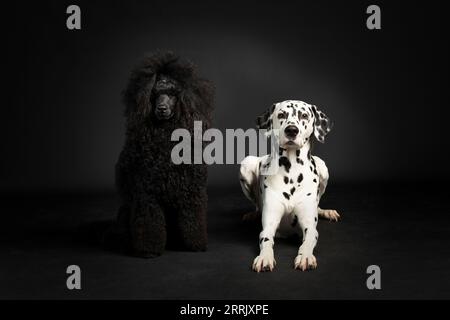 Barboncino dalmata e nero in studio fotografico Foto Stock