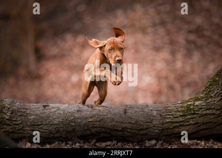 Cucciolo di Magyar Vizsla in natura Foto Stock