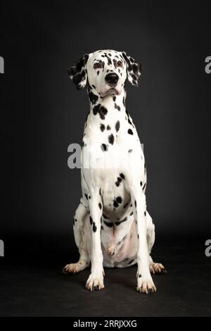 Dalmata in studio fotografico Foto Stock