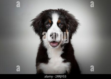 Cucciolo di latte di montagna bernese in studio fotografico Foto Stock
