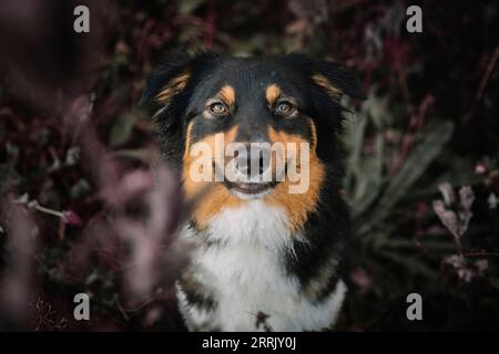 Pastore australiano nella foresta Foto Stock
