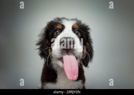 Cucciolo di latte di montagna bernese in studio fotografico Foto Stock