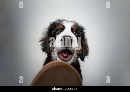 Cucciolo di latte di montagna bernese in studio fotografico Foto Stock