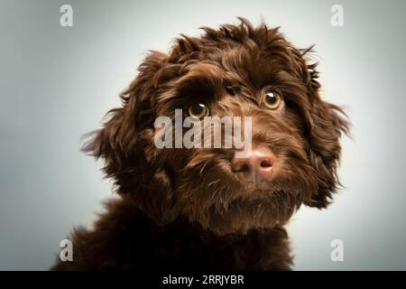 Cockapoo in studio fotografico Foto Stock