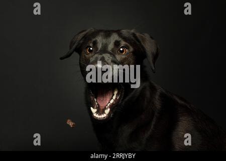 Black Labrador in studio fotografico Foto Stock