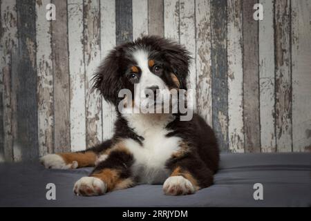 Cucciolo di latte di montagna bernese in studio fotografico Foto Stock