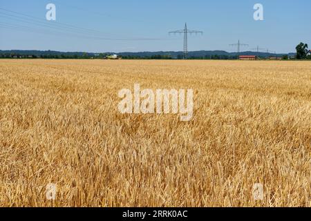 Germania, Baviera, alta Baviera, Altötting, agricoltura, coltivazione di seminativi, campo d'orzo, pronto per la raccolta Foto Stock