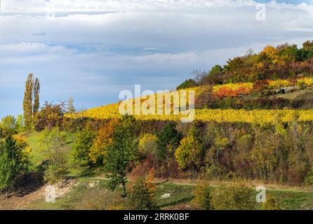 Autunno nei vigneti di Neuffen. I vigneti si trovano sull'Albtrauf, sotto le rovine di Hohenneuffen, Neuffen, Germania Foto Stock