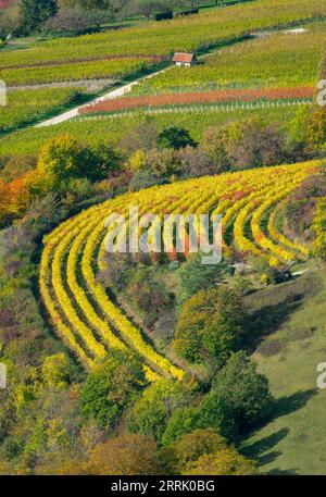 Autunno nei vigneti di Neuffen. I vigneti si trovano sull'Albtrauf, sotto le rovine di Hohenneuffen, Neuffen, Germania Foto Stock