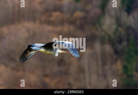 L'airone grigio (Ardea cinerea), chiamato anche airone, è una specie di uccello dell'ordine Pelecaniformes, Sonthofen, Germania Foto Stock