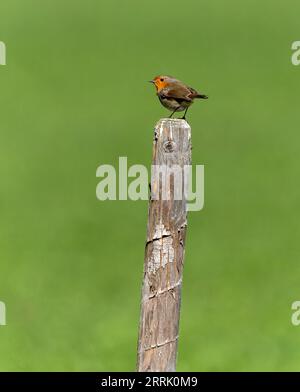 Robin seduto su un palo di recinzione, Sonthofen, Germania Foto Stock