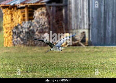 L'airone grigio (Ardea cinerea), chiamato anche airone, è una specie di uccello dell'ordine Pelecaniformes, Sonthofen, Germania Foto Stock
