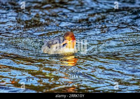 Il merganser comune (Mergus merganser) è il più grande rappresentante del genere merganser della famiglia delle anatre (Anatidae), Sonthofen, Germania Foto Stock