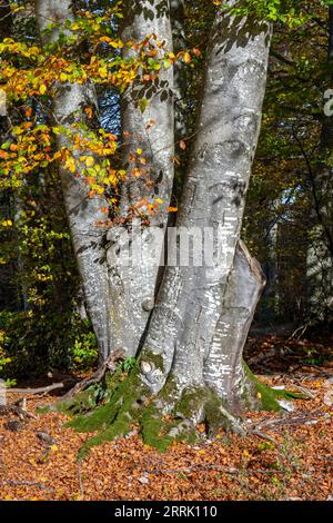 La riserva naturale di 192 ettari Greuthau si trova 1, 5 km a sud del castello di Lichtenstein e 2, 5 km a ovest di Engstingen sull'altopiano della Svevia Alb, Lichtenstein, Germania Foto Stock