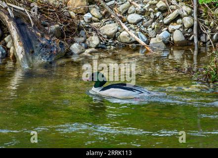 Il merganser comune (Mergus merganser) è il più grande rappresentante del genere merganser della famiglia delle anatre (Anatidae), Sonthofen, Germania Foto Stock