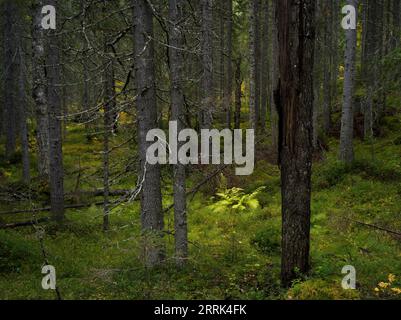 Felce nella foresta di abeti rossi scuri e chiari nel Parco Nazionale di Hiidenportti, Finlandia Foto Stock