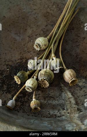 cialde e semi di papavero maturi nel vecchio recipiente di legno Foto Stock