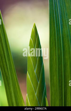 Gladiolo, fiore, fiore chiuso, primo piano Foto Stock