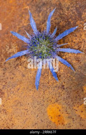 Fiore essiccato, cardo in tonalità blu naturale su sfondo arrugginito, natura morta Foto Stock