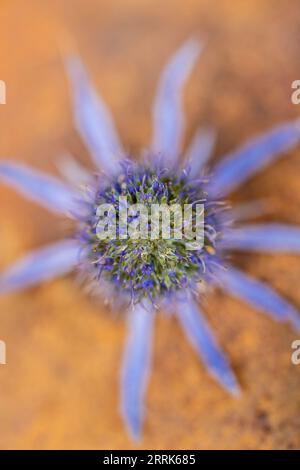 Fiore essiccato, cardo in tonalità blu naturale su sfondo arrugginito, natura morta Foto Stock