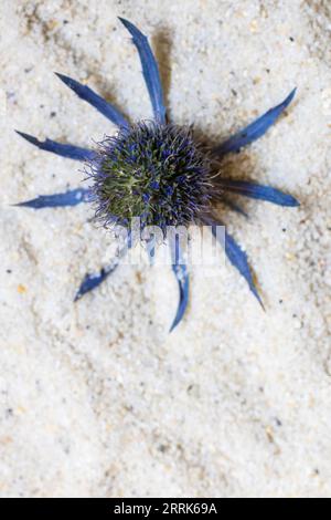 Fiore essiccato, cardo in tonalità blu naturale su fondo sabbioso, natura morta Foto Stock