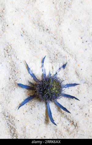 Fiore essiccato, cardo in tonalità blu naturale su fondo sabbioso, natura morta Foto Stock