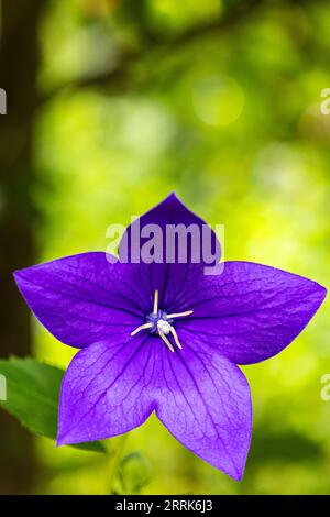 Fiore di fiori di pesca, Campanula persicifolia, fiore, primo piano, spazio libero di testo Foto Stock