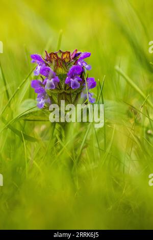 Primo piano di Deadnortle viola Foto Stock