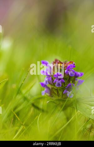 Primo piano di Deadnortle viola Foto Stock