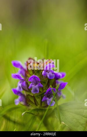 Primo piano di Deadnortle viola Foto Stock