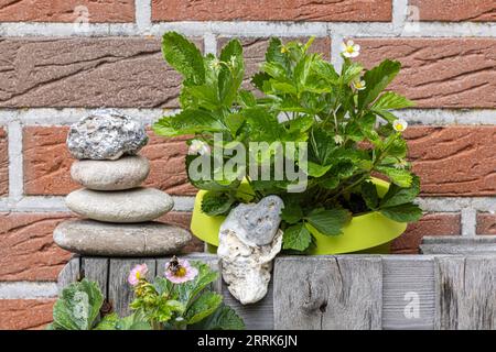 Fragole decorate con fiori e pietre impilate Foto Stock