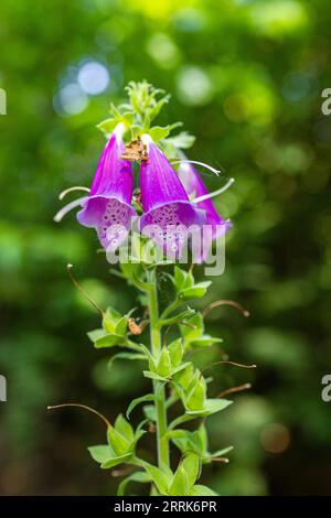 Volpi rossi selvatici in fiore nella foresta, Digitalis purpurea Foto Stock