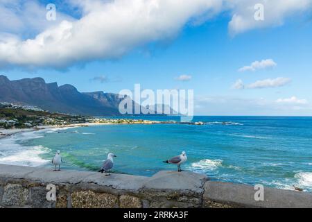 Clifton Beach a città del Capo al mattino, Sud Africa, Oceano Atlantico, cielo blu con nuvole, 12 apostoli, 3 gabbiani seduti sul muro Foto Stock